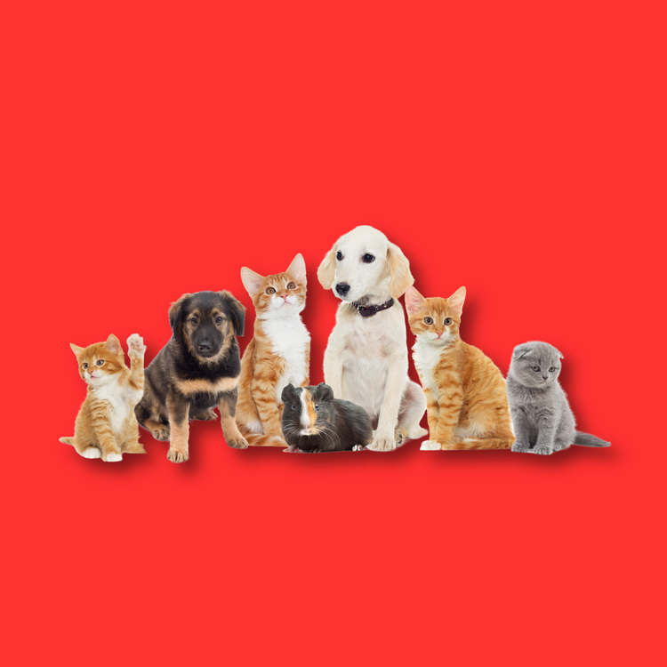 Pets supply, pets, cats, dogs, animal lovers